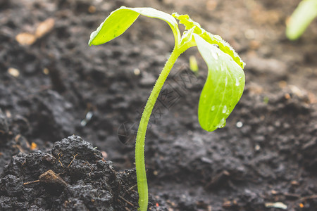 发芽环境棕色的青黄瓜或南幼苗从地面上生长在绿树叶上露的落地生长在花园里种植幼苗和艺图片