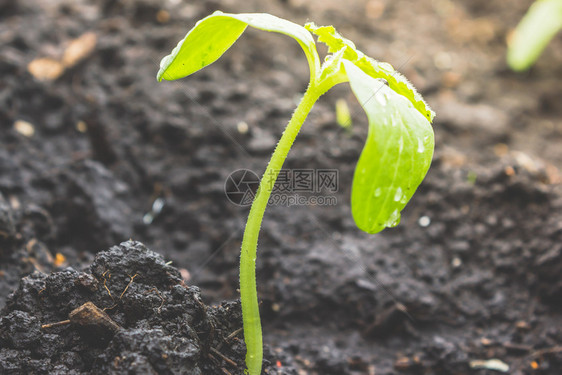 发芽环境棕色的青黄瓜或南幼苗从地面上生长在绿树叶上露的落地生长在花园里种植幼苗和艺图片
