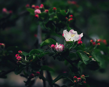 早晨粉红花朵和苹果的红芽紧地与春晨暗绿叶相配合选择焦点浅深的田地和模糊葡萄树枝叶春天图片