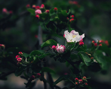 早晨粉红花朵和苹果的红芽紧地与春晨暗绿叶相配合选择焦点浅深的田地和模糊葡萄树枝叶春天图片