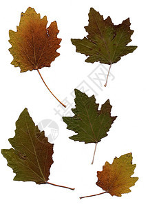 秋季植物图片