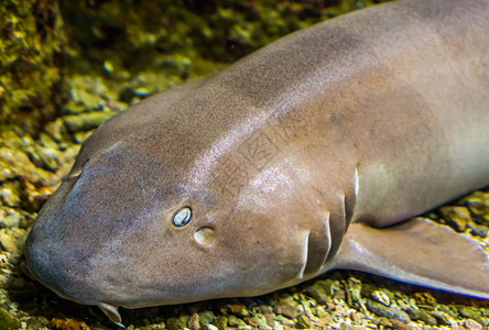 宠物棕色带条竹鲨的面部在近处热带鱼类来自非多地海洋水物种图片素材