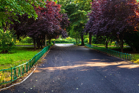 旅行欧洲的罗马尼亚首都布加勒斯特Cismigiu公园空小巷西斯米久图片