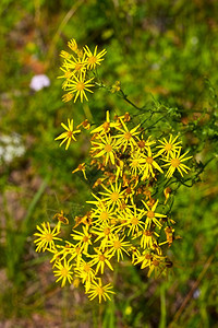 开花阳光明媚的夏日青草中黄色花朵户外照片图片