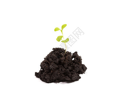 桩土壤以白色背景隔离的绿植物芽泥土肥料污垢图片