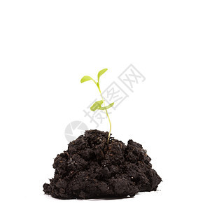 黑色的生活地球以白色背景隔离的绿植物芽泥土肥料图片