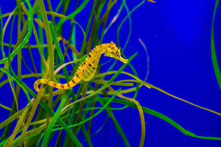 在热带水族馆的一些草上挂着黄海马悬在热带水库中一些草上明亮的地中海动物图片