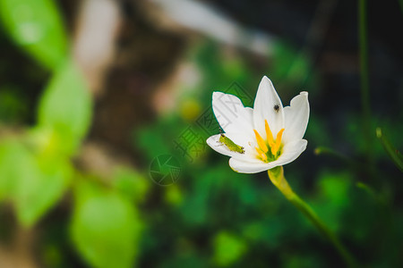 春天与小蚂蚱和昆虫的白色Zephyranthes美丽的蕊图片