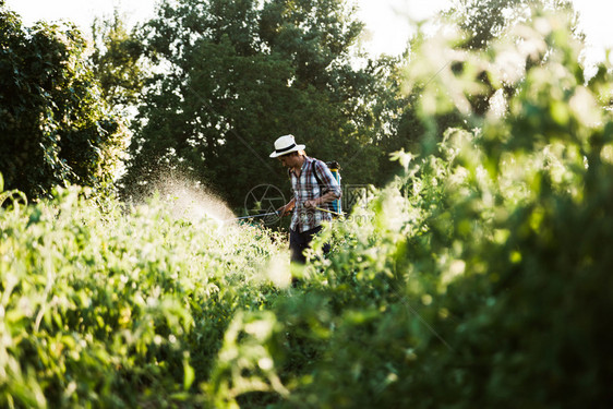 日落可持续的青年农民喷洒有机肥料身戴旧帽子和格衬衫的人工水泵罐蔬菜图片