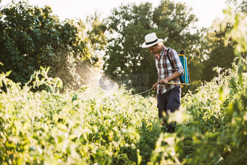 农药青年民喷洒有机肥料身戴旧帽子和格衬衫的人工水泵罐农业化学图片
