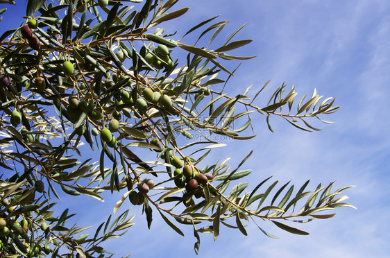 生长收成云树枝上的橄榄与蓝色天空相对图片