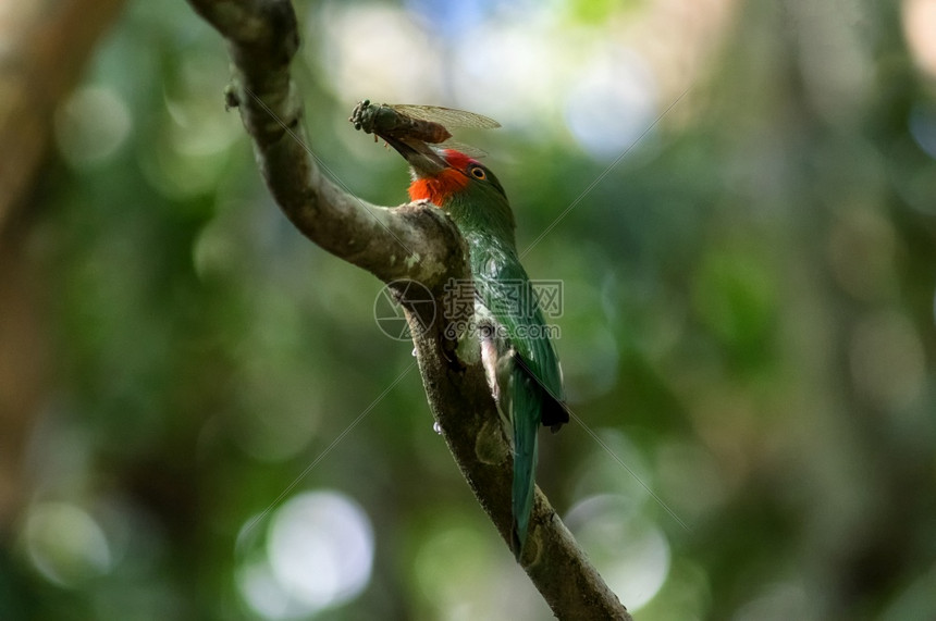 美丽的红胡子食蜂鸟Nyctyornisamictus嘴里有昆虫猎物的鸟用于喂食amictus丰富多彩的它绿色图片