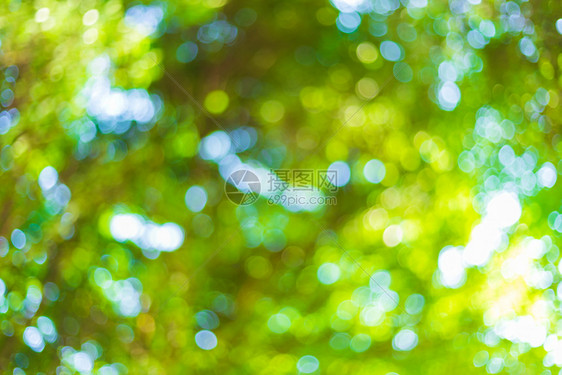 重点带有圆环的绿色bokeh背景夏季抽象主题颜色阳光图片