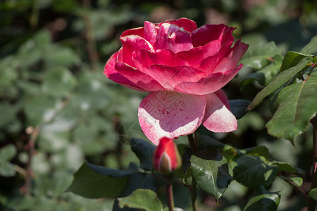 问候庆祝在花园自然背景中盛开的美丽多彩玫瑰新鲜的图片