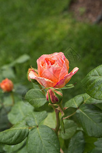 开花在园自然背景中盛开的美丽多彩玫瑰颜人节图片
