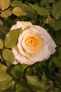 在花园自然背景中盛开的美丽多彩玫瑰芽开花束图片