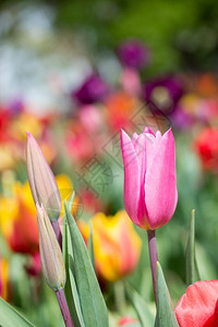 郁金香花团锦簇图片