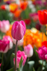 郁金香花团锦簇图片