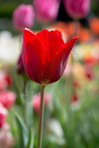 郁金香花团锦簇图片