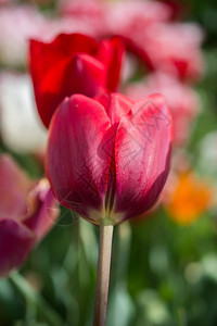 郁金香花团锦簇图片