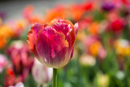 郁金香花团锦簇图片