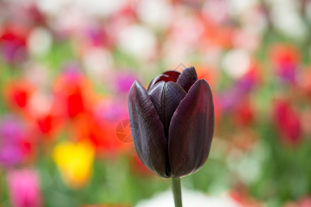 郁金香花团锦簇图片