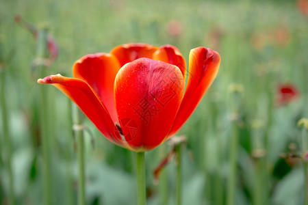 郁金香花团锦簇图片