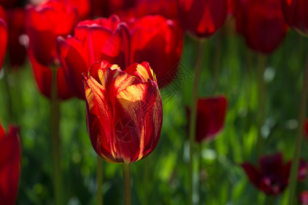 郁金香花团锦簇图片