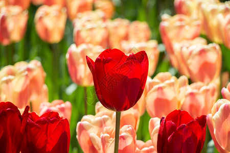 郁金香花团锦簇图片