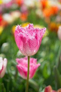 郁金香花团锦簇图片