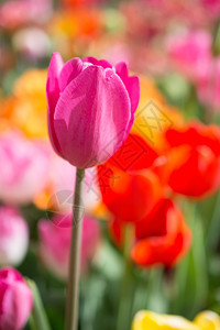 郁金香花团锦簇图片