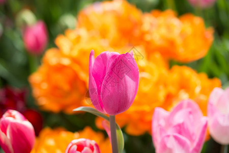 郁金香花团锦簇图片