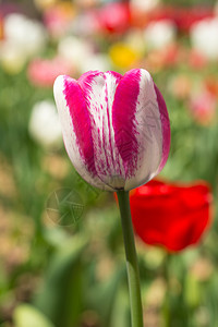 郁金香花团锦簇图片