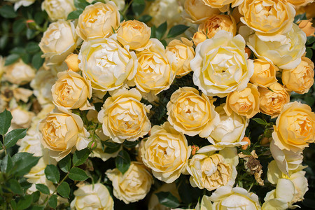 问候花朵背景的美丽多彩玫瑰开花自然芽图片