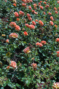 花园朵背景的美丽多彩玫瑰开花季节美丽的图片