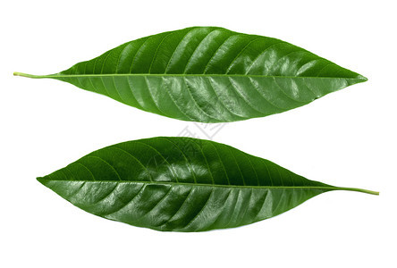 环境的目植物学绿叶以白色背景与剪切路径隔绝图片