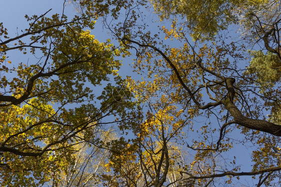 黄色的大秋橡树映衬蓝天大秋橡树映衬蓝天橙叶子图片