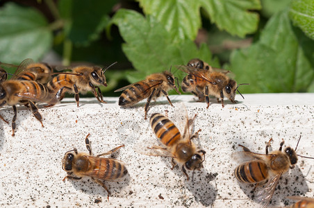 翅膀食物蜜蜂离开并到达白木屋蜜蜂返回白木屋生物学图片