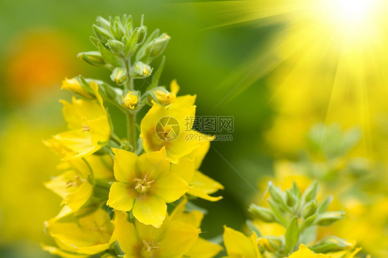 健康芳香疗法绿地上美丽的黄色花朵乡村图片