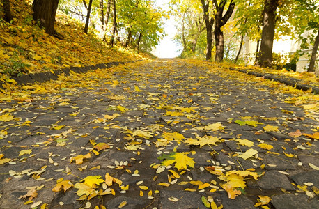 秋季枫叶布满道路图片