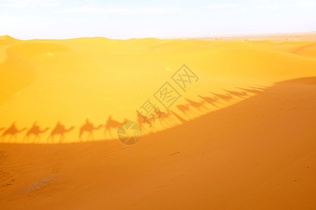 穿越撒哈拉沙漠的骆驼大篷车苹果浏览器尔格夏天图片