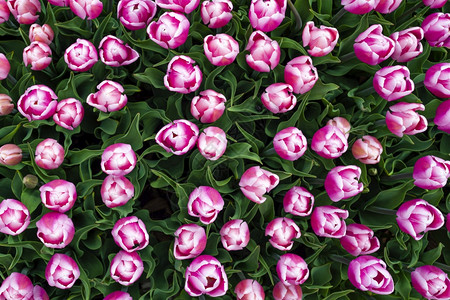 品红粉色和白郁金香的美丽田野特写春天背景与嫩郁金香紫色花卉背景