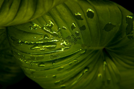 分支冬凌草美丽的绿叶自然概念的绿色树叶图案HomalomenarubescensskunthKunth心脏之王为Araceae家图片