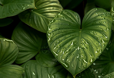 美丽的绿叶自然概念的绿色树叶图案HomalomenarubescensskunthKunth心脏之王为Araceae家庭服务黑暗图片