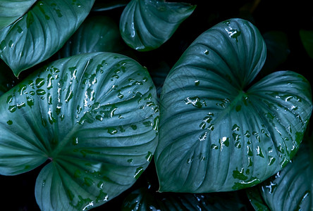 夏天的雨可选择的叶子同源美丽的绿叶自然概念的绿色树叶图案HomalomenarubescensskunthKunth心脏之王为Arace背景