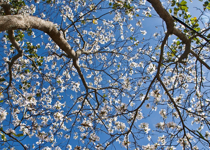 颜色越南的清晨纯白花朵色禁开越南达拉特的象征花蓝色天空的树枝美丽景象盛开图片