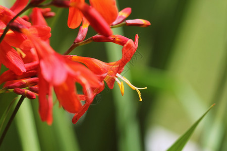 蒙布雷西亚橙花盛开的Crocosmia或Montbretia植物橙花盛开的植物欧洲花园图片