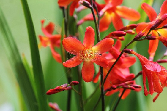 红色的橙花盛开Crocosmia或Montbretia植物橙花盛开的植物美丽丰富多彩图片