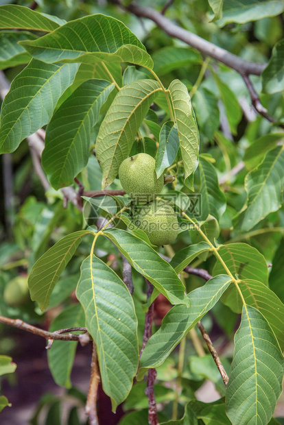 团体坚果树上长着嫩绿坚果在农场种植有机蔬菜坚果树上长着嫩绿坚果园艺收成图片