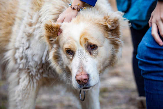 中亚牧羊犬在白天特写可爱中亚牧羊犬在白天特写可爱纯种训练美丽的图片